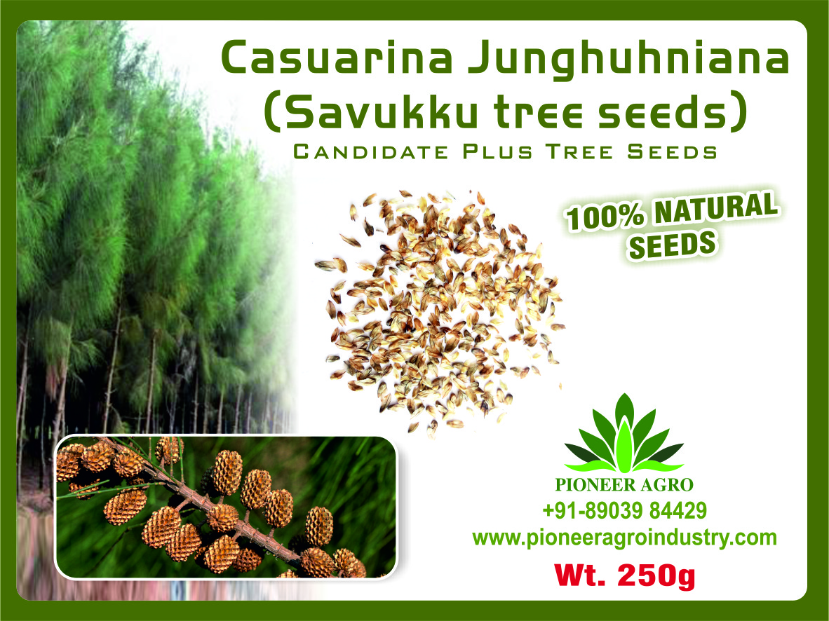 Casuarina Savukku Seeds