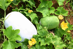 Ash Gourd Seeds