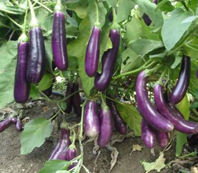 Purple Long Brinjal Seeds