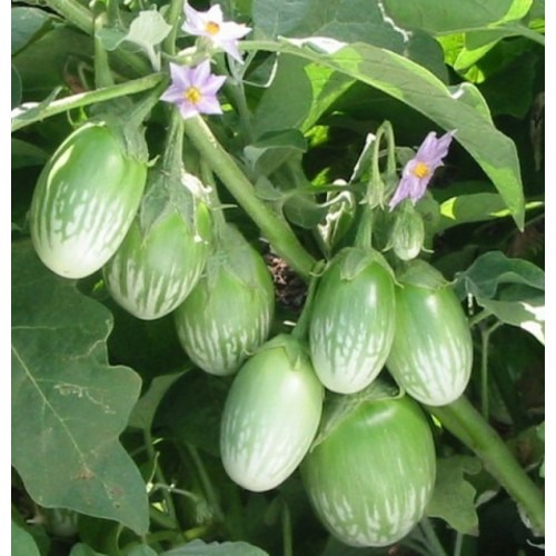 Green Round Brinjal seeds