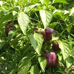 Black Purple Capsicum seeds