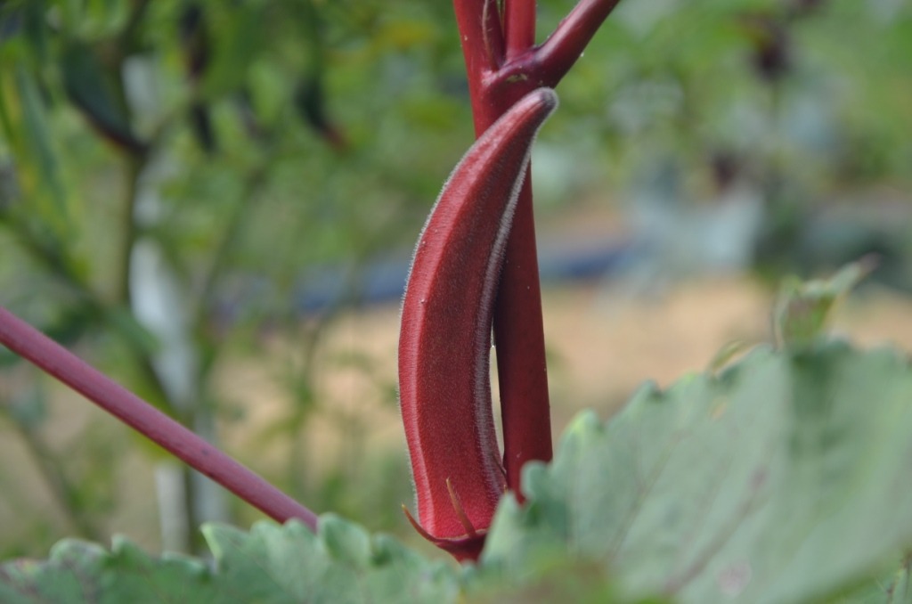 Red Ladies Finger Seeds, Red Okra Seeds