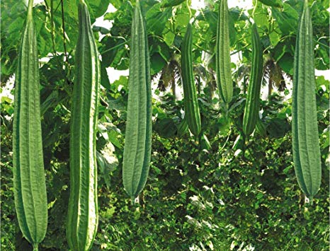 Ridge Gourd Seeds