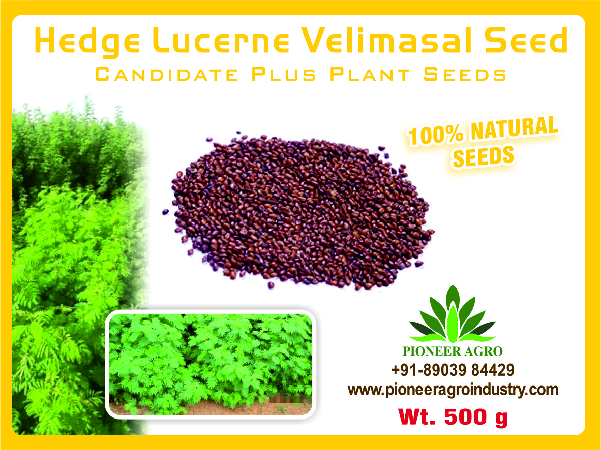 VELIMASAL Seeds 500gm Pack - வேலிமசால் விதைகள்