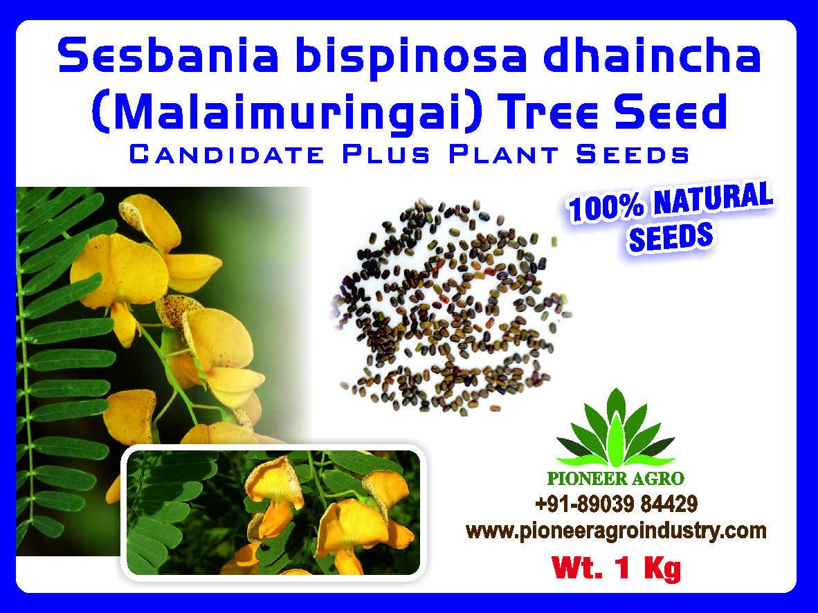 Malai Murungai Seeds