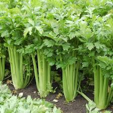 Celery Seeds