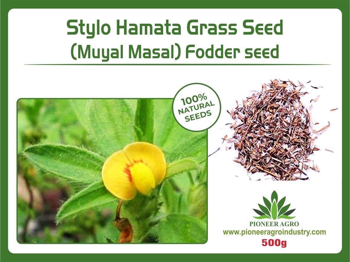 Muyal Masal Fodder seeds