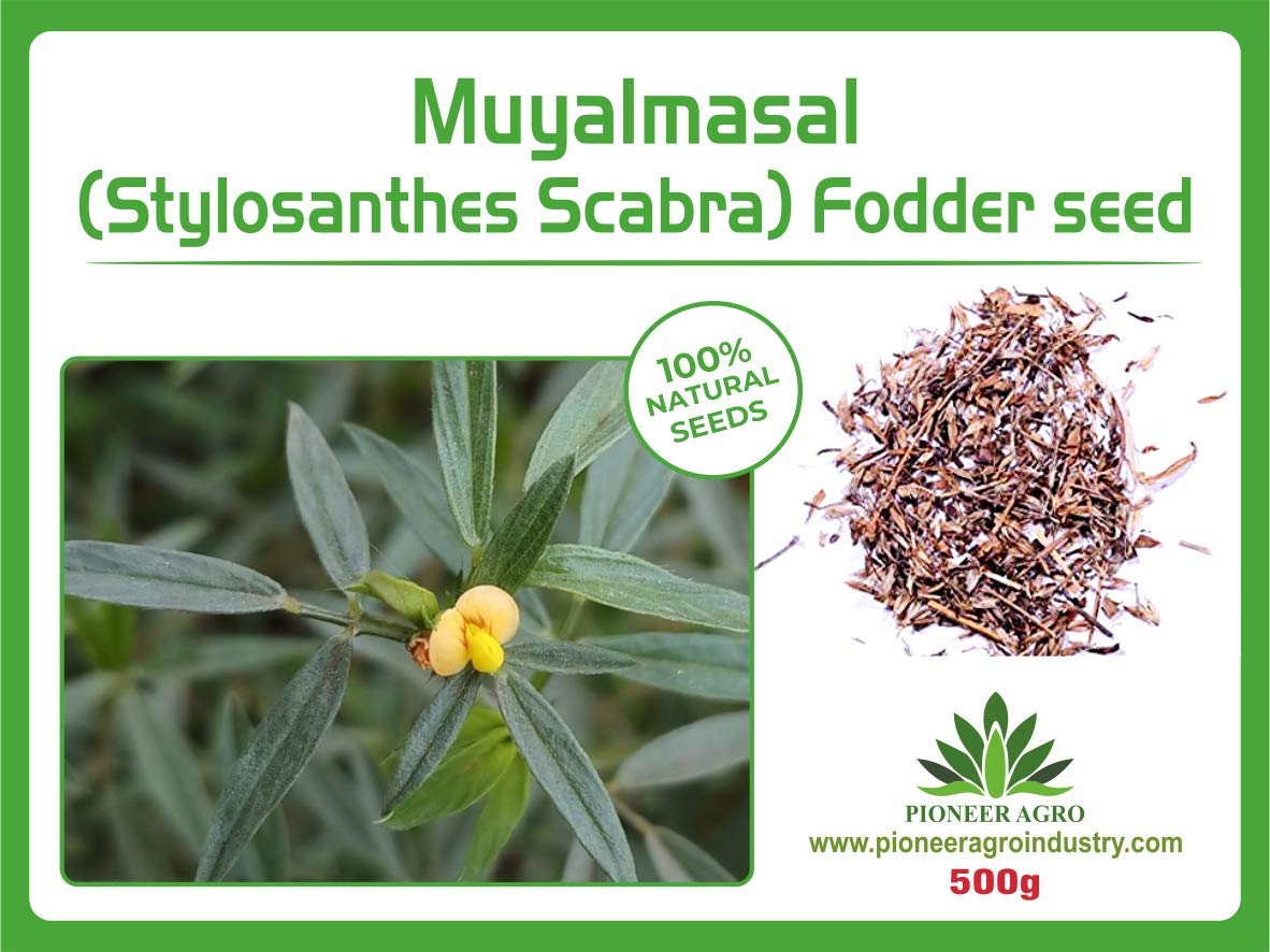 Stylo Scabra Grass Seeds
