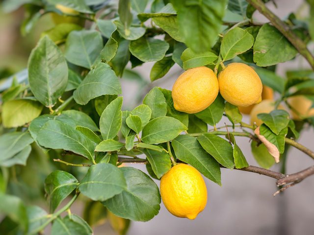 lemon Tree