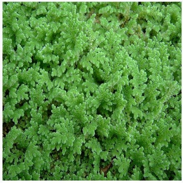 Azolla Seeds
