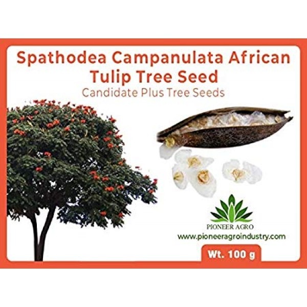 Spathodea campanulata Seed, African Tulip Tree Seed