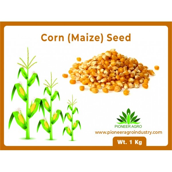 Corn (Maize) Seeds
