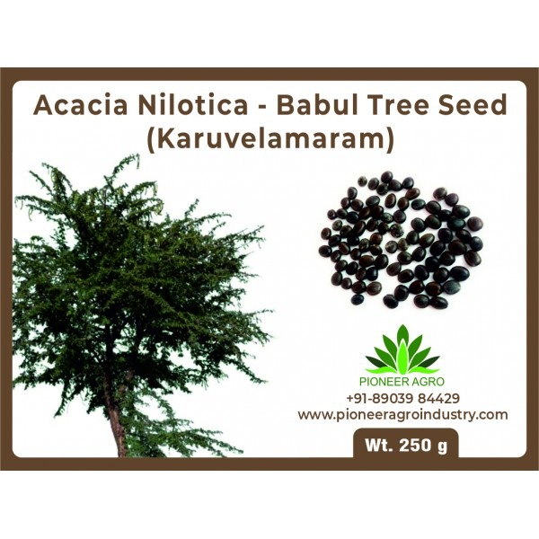 Acacia Nilotica Seeds, Karuvelam tree seeds