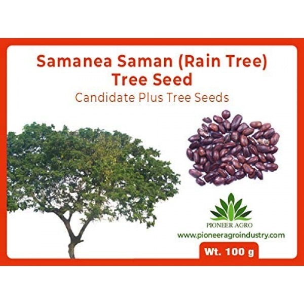 Samanea Saman Rain Tree seed
