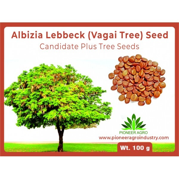 Woman's Tongue Tree Seeds , Vagai Seed