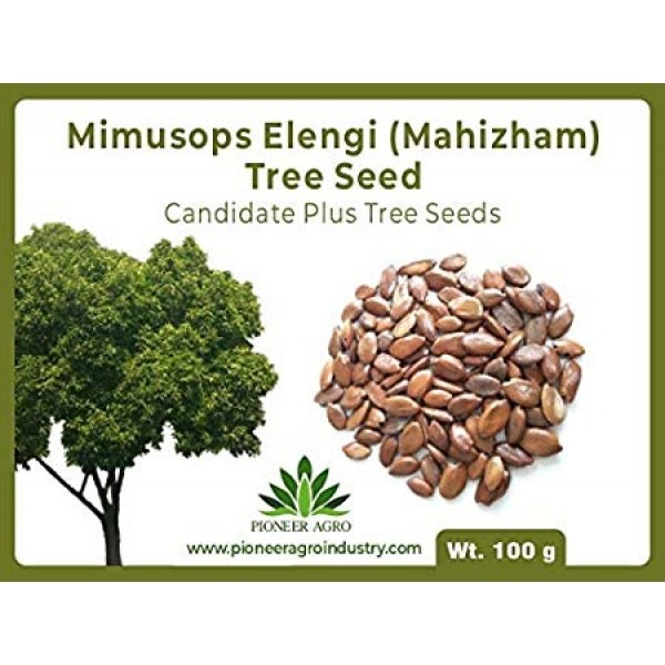 Mimusops Elengi Seeds, Mahizha maram vithaigal