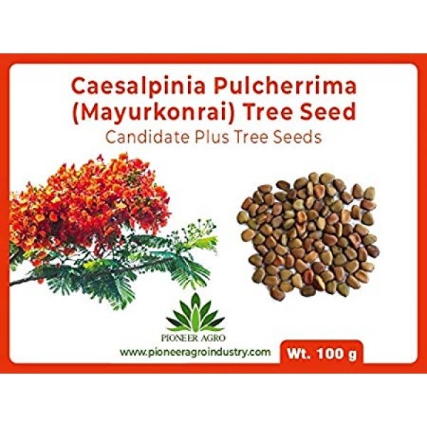Caesalpinia Pulcherrima (mayur konrai) Tree Seed