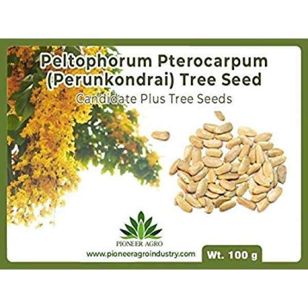 Peltophorum Pterocarpum Tree Seed