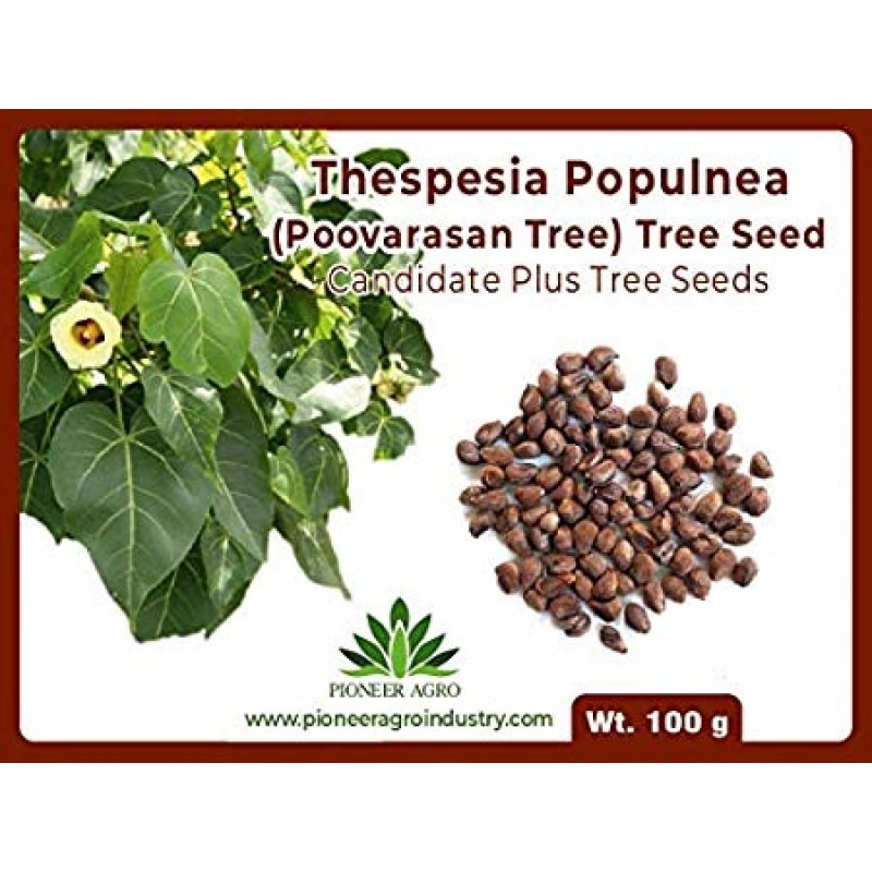 Thespesia Populnea Tree Seed, poovarasan Tree Seed