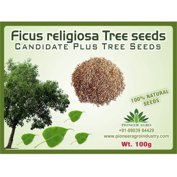 Ficus religiosa Tree Seeds, Arasa Maram Seeds