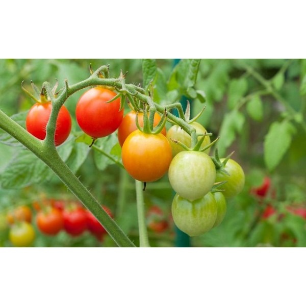 Cherry Tomato Seeds