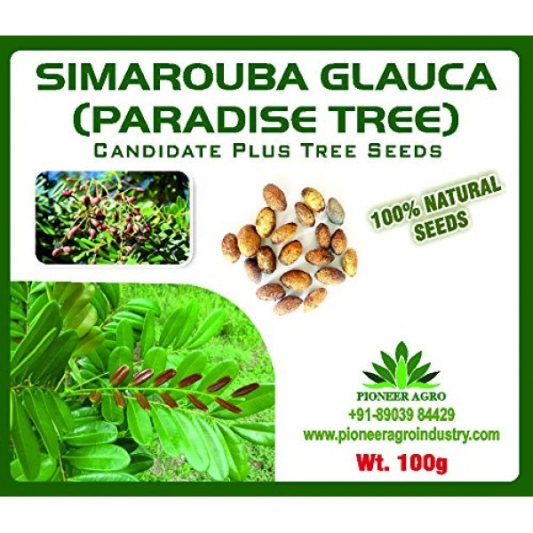 Simarouba Glauca Seeds, Paradise Seeds