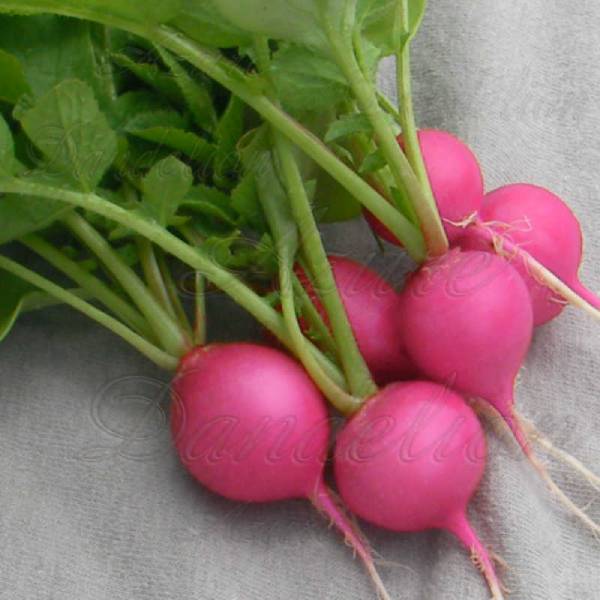 Round Raddish Pink Seeds