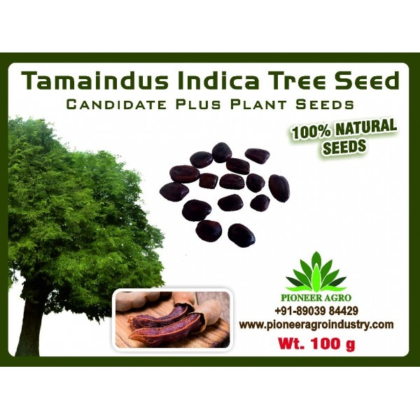 Tamarindus indica Tamarind Seed