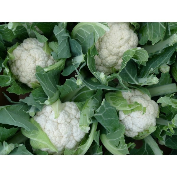 Cauliflower Seeds