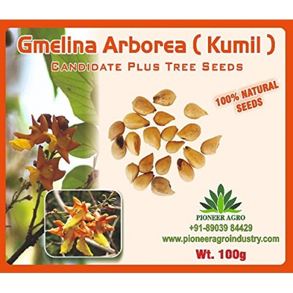 Gmelina Arborea Seeds, Kumli Maram Seeds