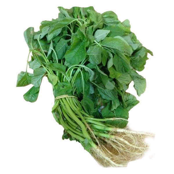 Sprout Spinach Seeds, Mulai keeraiSeeds