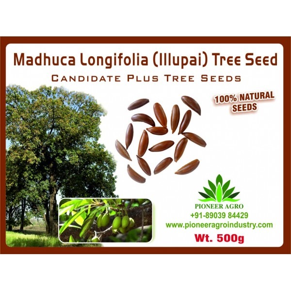 Madhuca Longifolia Seeds, Iluppai Maram Seeds