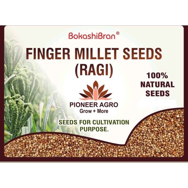 Finger Millet Seeds, Ragi Seeds