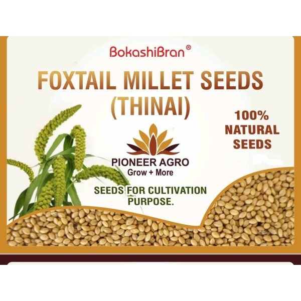 Foxtail Millet Seeds, Narivaal Thinai Seeds