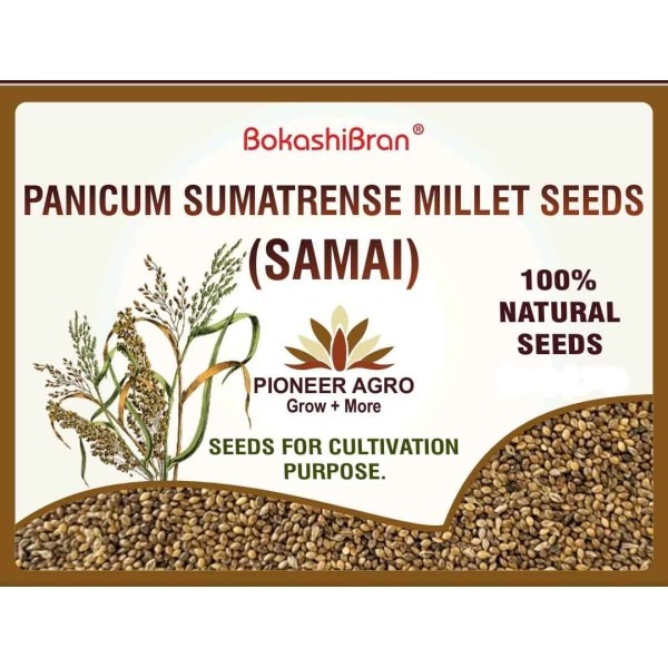 Little Millet Seeds, Samai Seeds