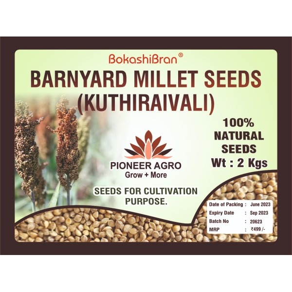 Barnyard Millet Seeds, Kuthiraivali Seeds