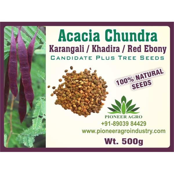 Acacia Chundra Seeds Tree