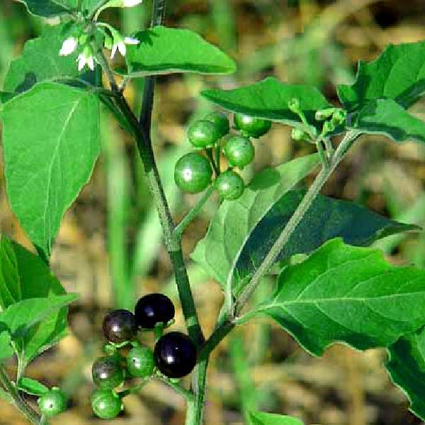 Black nightshade Seeds