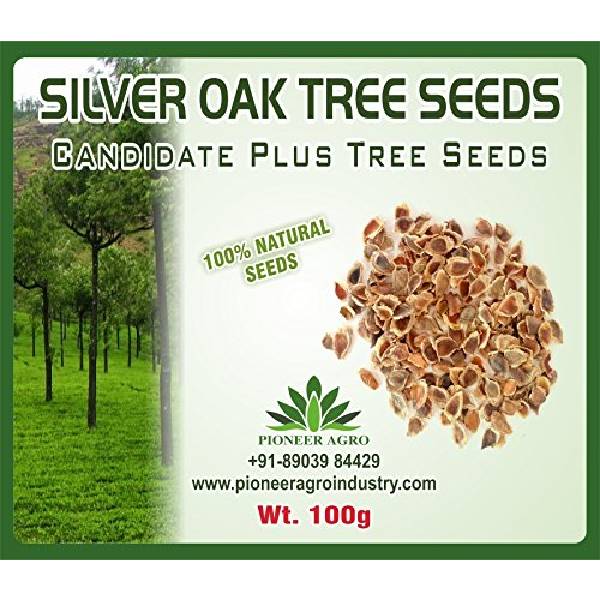 Savukku Maram Seeds, Silver Oak Grevillea Robusta Seeds