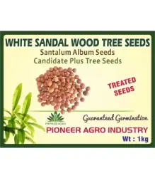 White sandal wood tree seeds Treated seeds 1kg (1)