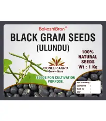 black gram seeds ulundu