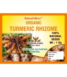 turmeric rhizome