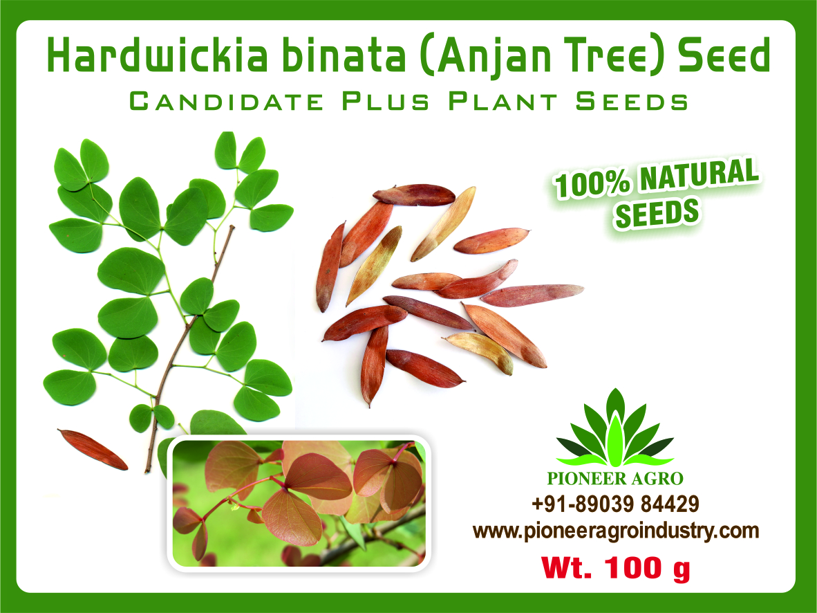 Anjan seeds