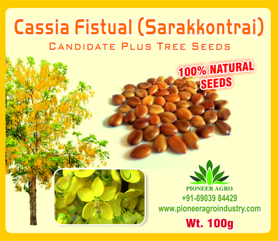 Cassia Fistual
