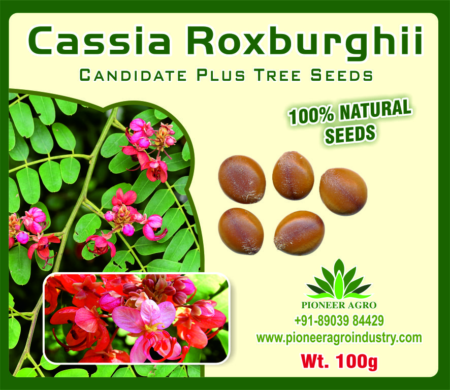 Cassia Ros