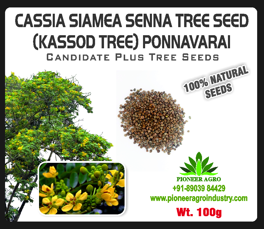 Cassia Siamia