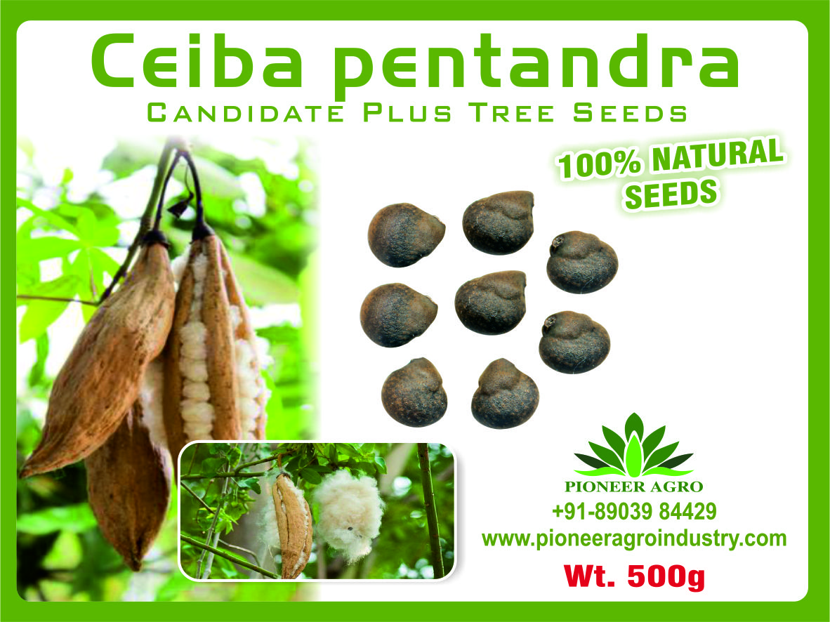 Cebia