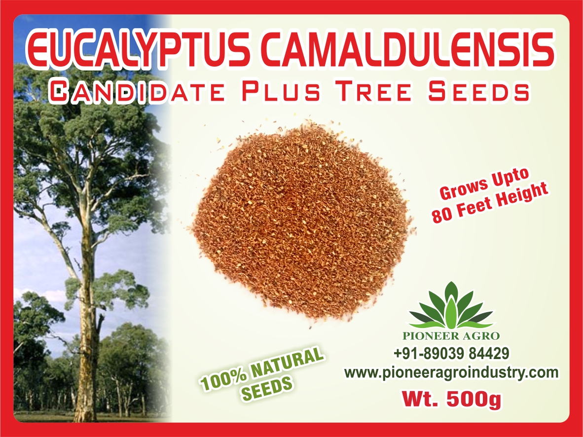 Ecuclyptus Camand