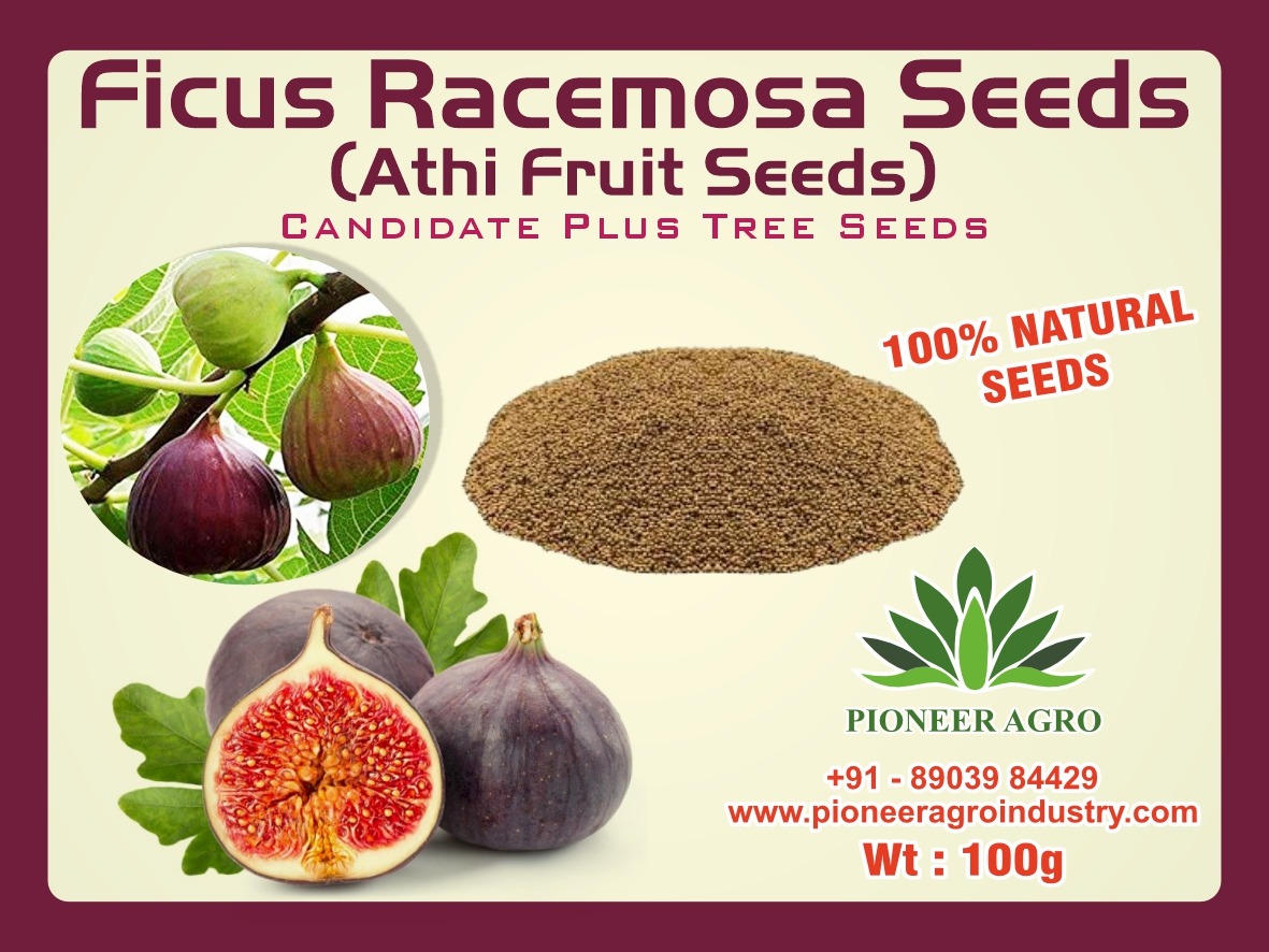 Ficus Racemosa Athi seed