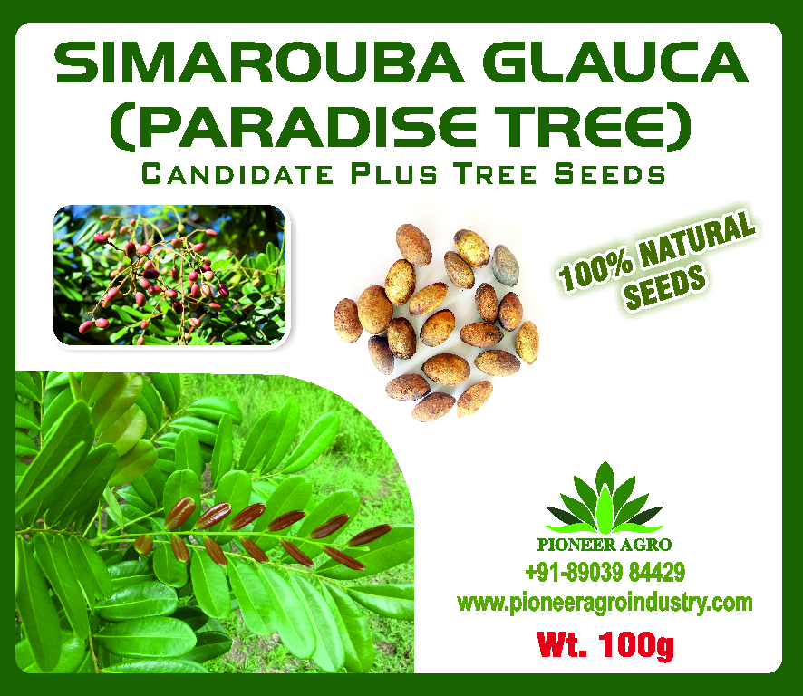 Paradise Tree Seed